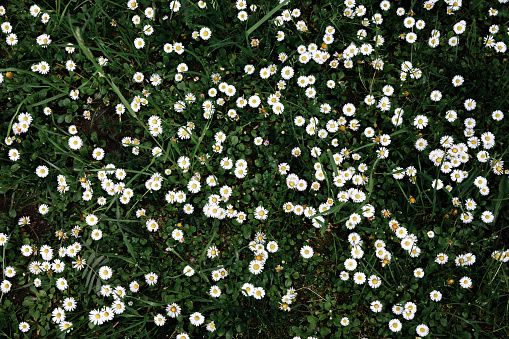 Field of grass with flowers daisies. Chamomile and lawns life flower wall. Top view