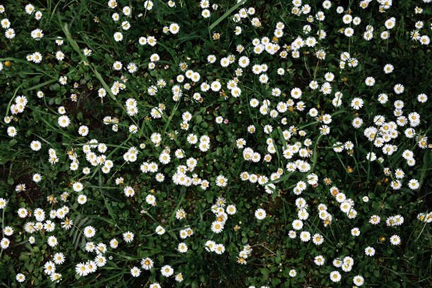 Field of grass with flowers daisies. Chamomile and lawns life flower wall. Top view. stock photo