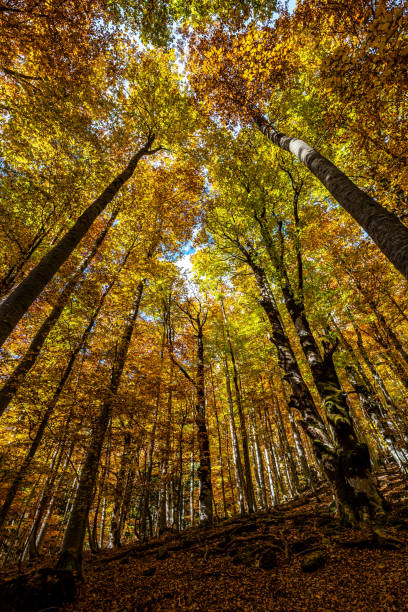 istock Colorful beech fall forest in Ordesa and Monte Perdido NP, Pyrenees, Aragon in Spain 1393626241