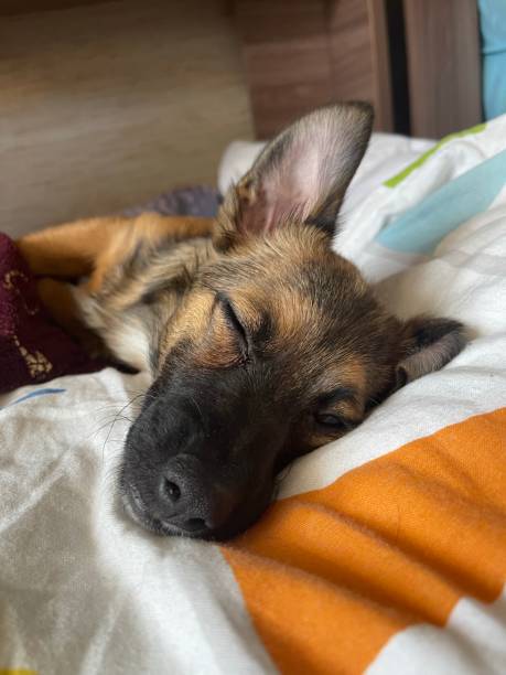 istock little puppy 1393627047