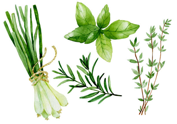 watercolor drawing, vintage set of culinary herbs. herbs and spices, green onion, rosemary, basil, thyme watercolor drawing, vintage set of culinary herbs. herbs and spices, green onion, rosemary, basil, thyme scallion stock illustrations