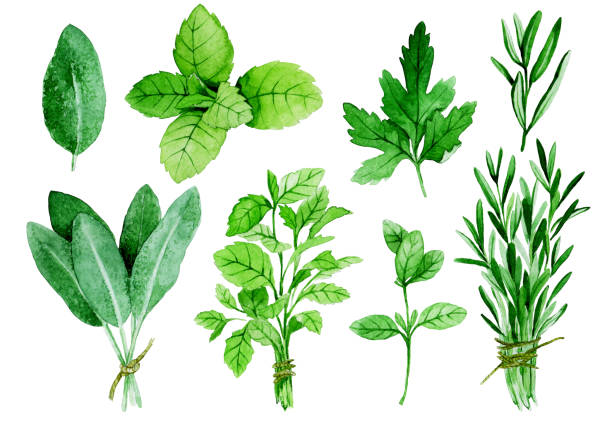 illustrations, cliparts, dessins animés et icônes de dessin à l’aquarelle, ensemble vintage d’herbes culinaires. herbes et épices, sauge, romarin, menthe, persil, origan - oregano