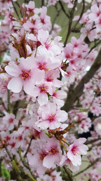 istock Close up of beautiful pink blossom 1393628885