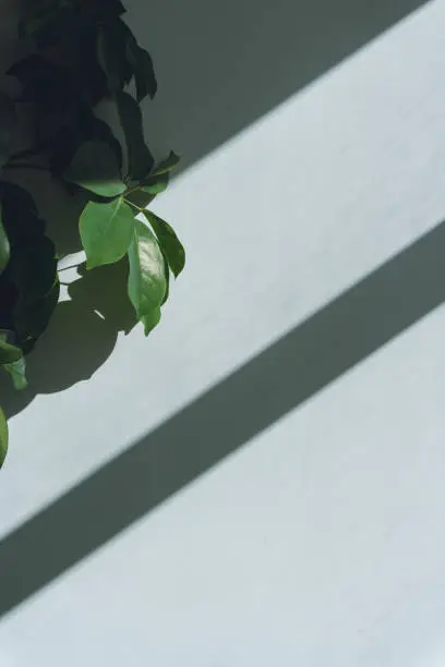 Photo of Wall with Green Leaves