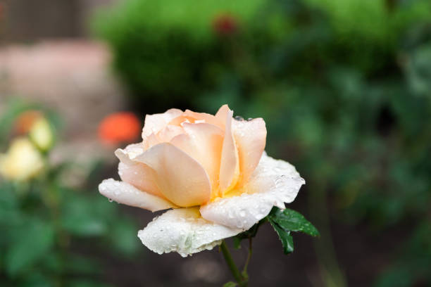Large beautiful yellow rose with water drops on a green background close-up
