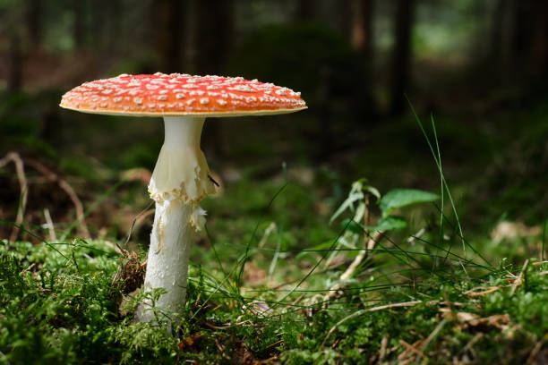 istock A mushroom (Amanita muscaria) in the wood 1393629961