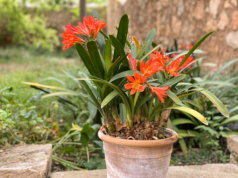 Pot with clivias planted in the home garden