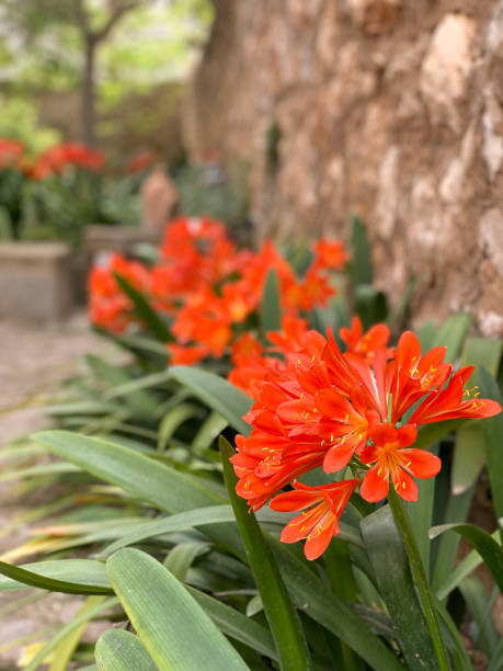 가정 정원의 꽃과 식물 - kaffir lily 뉴스 사진 이미지