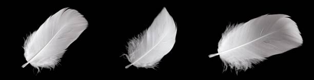 istock white feather of a goose on a black background 1393630452