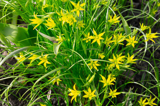 Small yellow flowers of Gagea lutea or goose onion close up. Small yellow flowers of Gagea lutea or goose onion close up. gagea pratensis stock pictures, royalty-free photos & images