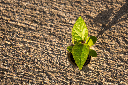 Blooming green plant emerging from a small hole on a concrete floor ground early in the morning.Taken from the top angle, there is a plant in the focus, the green ground is concrete and gray