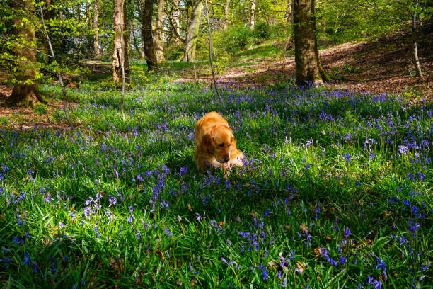 istock dog surrounded by blue bell flowers in the woods spring time 1393631930
