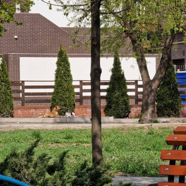 istock two dogs lie near the house 1393632675