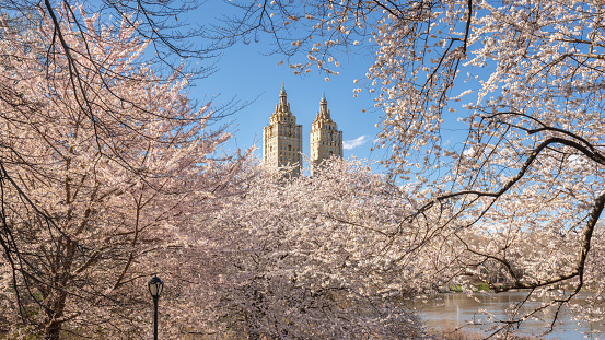 Spring in Central Park New York City. Panoramic view of blooming Yoshino Cherry trees by The Lake on Upper West Side of Manhattan. USA