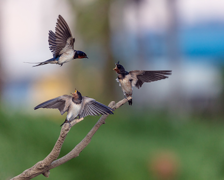 The swallow mother feeds the little swallow by mouth with the food she has found hard.