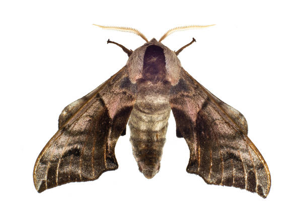 hawk moth butterfly on a white background A shaggy hawk moth (Smerinthus ocellatus) on a white background. Close-up. smerinthus ocellatus stock pictures, royalty-free photos & images