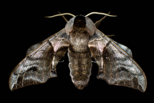 hawk moth butterfly on a black background A shaggy hawk moth (Smerinthus ocellatus) on a black background. Close-up. smerinthus ocellatus stock pictures, royalty-free photos & images