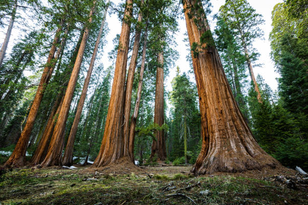 istock Sequoias Rise Into the Sky 1393633275
