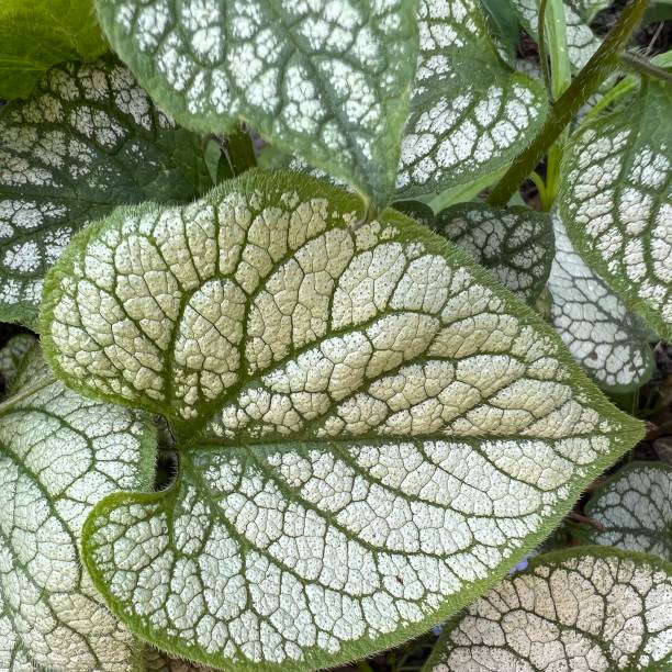 istock Macro photo of white-green patterned leaf 1393635629