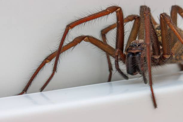 istock close up of a house angle spider 1393636150