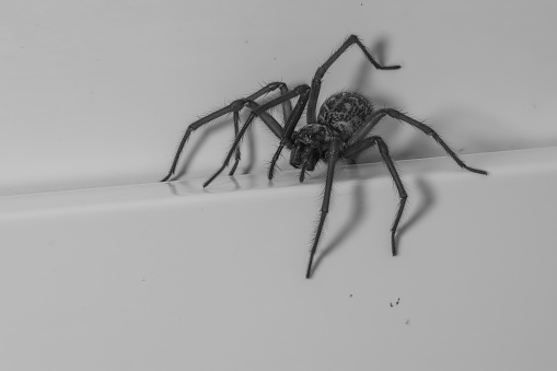 a close up of a house angle spider
