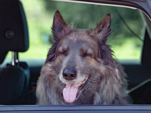 istock Sleepy Dog Looks Out Window. 1393636187