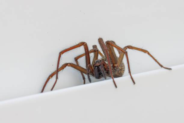 istock close up of a house angle spider 1393636387