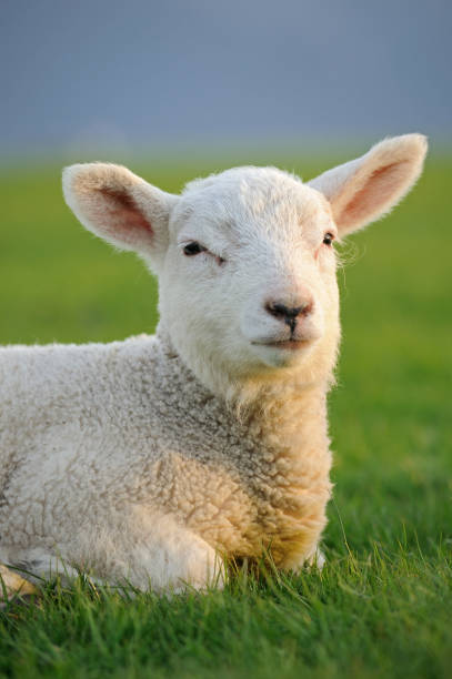 Baby lamb sat on grass in early morning sunlight, England, UK Close up portrait of a baby lamb sat in field in early morning sunlight, Cumbria, England, UK. lamb animal stock pictures, royalty-free photos & images