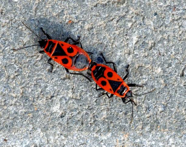 red beetle crawls on gray concrete