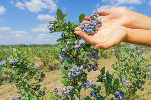 Close-up of female hands showing a cluster of blueberries outdoors