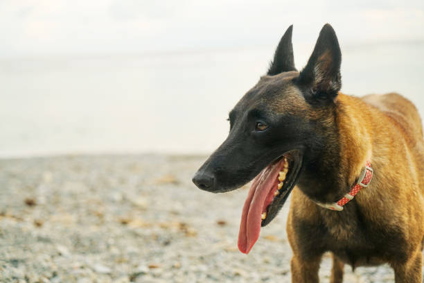 Portrait of a dog yawning with its tongue out outdoors