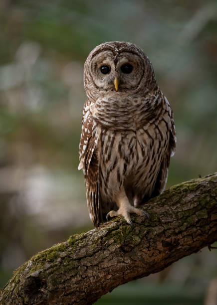 istock Barred Owl in Florida 1393639512