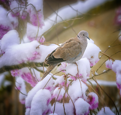 Closeup of a dove on a tree with snow covered pink cherry blossoms