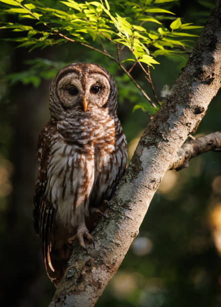 istock Barred Owl in Florida 1393639696