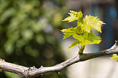 Sprout of Vitis vinifera, grape vine. New leaves sprouting at the beginning of spring
