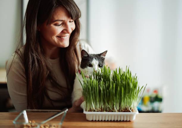 portrait of a beautiful woman holding a cat - barley grass fotos imagens e fotografias de stock