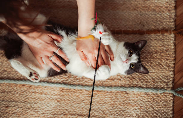 Anonymous Person Playing With the Cat Using Cat Toy