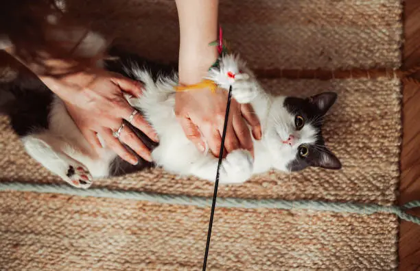 Photo of Anonymous Person Playing With the Cat Using Cat Toy