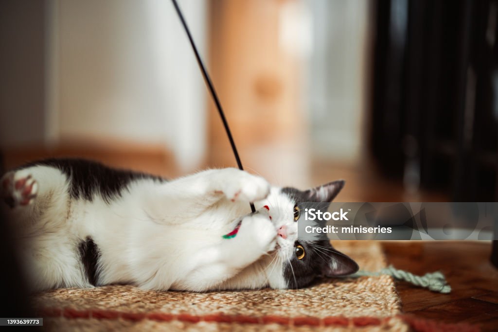 Anonymous Person Playing With the Cat Using Cat Toy Cat lying on the floor catching cat toy on a stick. Anonymous person is holding the toy. Domestic Cat Stock Photo