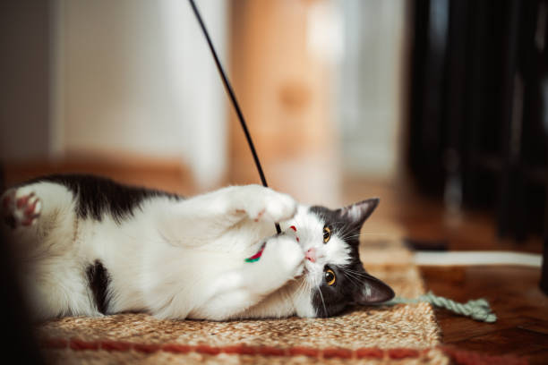 Anonymous Person Playing With the Cat Using Cat Toy Cat lying on the floor catching cat toy on a stick. Anonymous person is holding the toy. animal back stock pictures, royalty-free photos & images