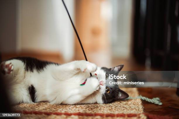 Anonymous Person Playing With The Cat Using Cat Toy Stock Photo - Download Image Now
