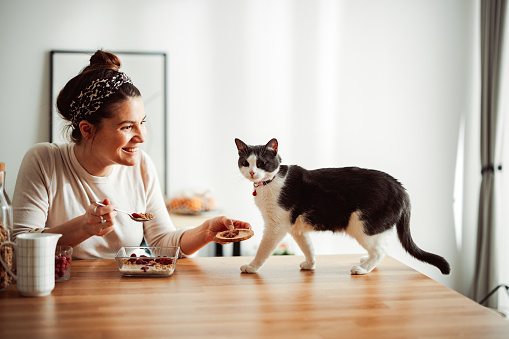 Beautiful smiling woman having breakfast in a dining room. The cat is walking on the table. They are sharing breakfast .