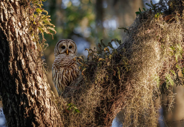 istock Barred Owl in Florida 1393639825