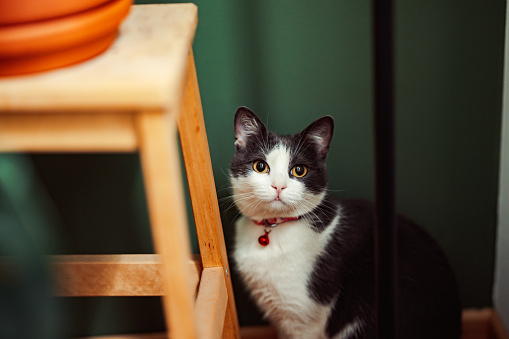 Close up shot of a cute grey and white cat sitting on the floor next to a stool and looking at camera.