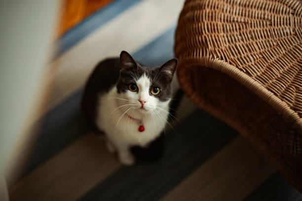 domestic cat, kitten, animal, two animals