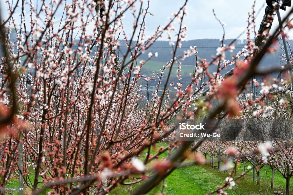 Cherry tree blossom on Lake Constance in close-up Agricultural Field Stock Photo