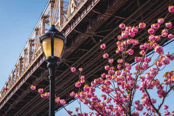 istock Queensboro Bridge and Midtown Manhattan 1393640258
