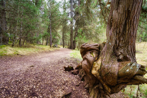 Huge twisted tree in the path of the mysterious juniper forest, Sabinar Soria