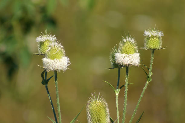 istock Closeup of cutleaf teasel seeds with green blurred background 1393640993