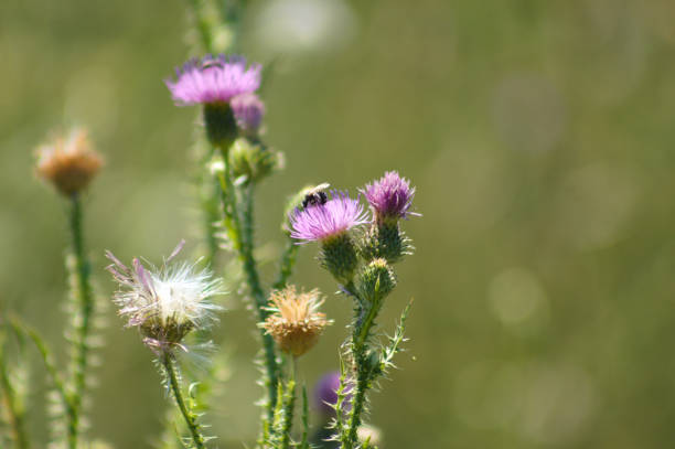 istock Closeup of spiny plumeless thistle flowers with selective focus on foreground 1393641011